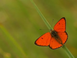 Byk Bakr Gzeli (Lycaena dispar)