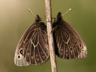 Uygur Gzelesmeri (Proterebia afra)