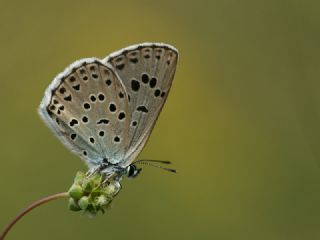 Byk Korubeni (Phengaris arion)