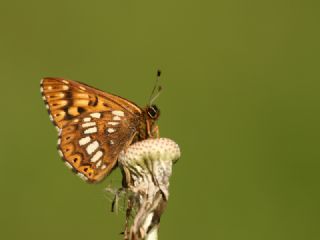 ncili Kelebek (Hamearis lucina)