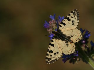 Orman Fistosu (Allancastria  cerisyi)