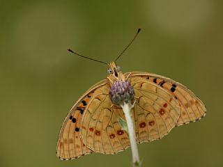 Byk nci (Fabriciana adippe)