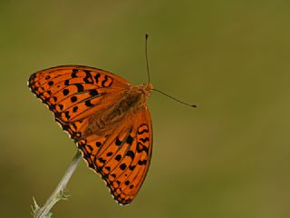 Byk nci (Fabriciana adippe)