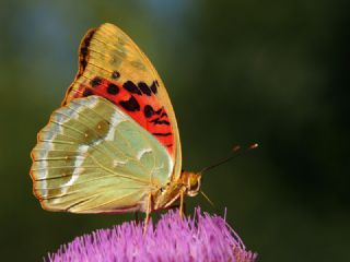 Bahadr (Argynnis pandora)