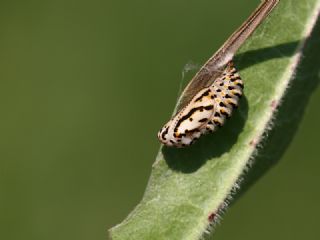 Benekli parhan (Melitaea didyma)