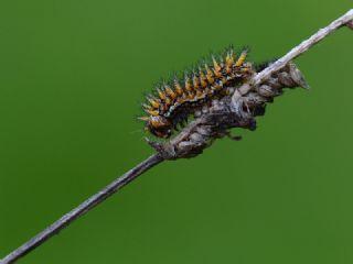 Amannisa (Melitaea athalia)