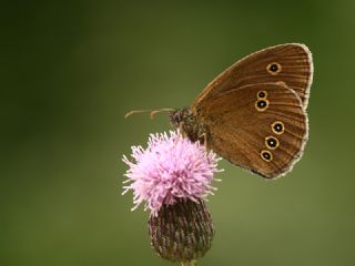 Halkack (Aphantopus hyperantus)