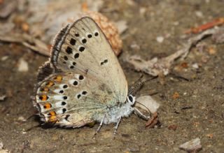 Kk Benekli Sevbeni (Satyrium ledereri )