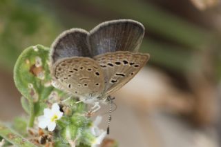 Karsandra (Zizeeria karsandra)