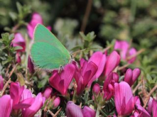 Anadolu Zmrt (Callophrys paulae)