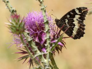 Kara Murat (Brintesia  circe)