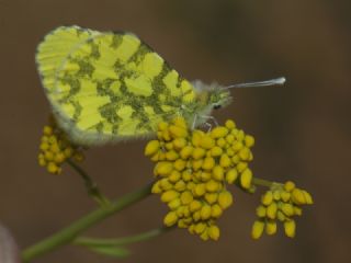 Ssl Damone (Anthocharis damone)