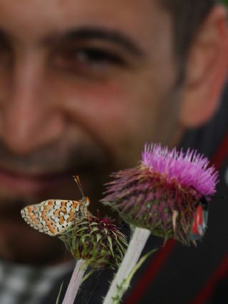 Gzel Nazuum (Euphydryas orientalis)