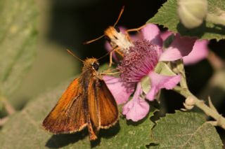 Sar Lekeli Zpzp (Thymelicus acteon)