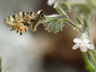 Orman Fistosu (Allancastria  cerisyi)
