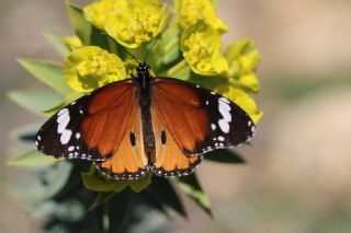 Sultan (Danaus chrysippus)