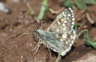 Alada Zpzp (Pyrgus aladaghensis)