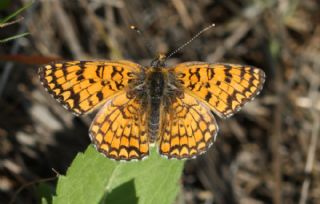 Hatayl parhan (Melitaea collina)