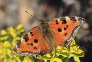 Karaaa Nimfalisi (Inachis polychloros)