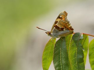 Anadolu ehzadesi (Thaleropis ionia)