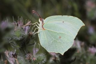 Anadolu Orakkanad (Gonepteryx farinosa)