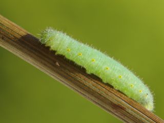 Yalanc Beyazmelek (Pieris pseudorapae)