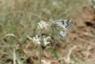 Doruklarn Beneklimelei (Pontia callidice)
