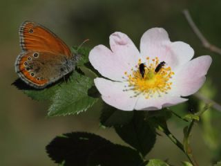 Rus Zpzp Perisi (Coenonympha leander)