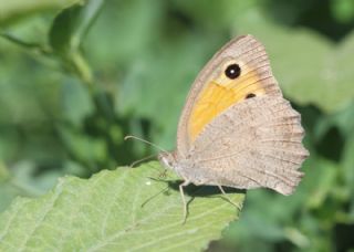 Esmerperi (Hyponephele lupina)