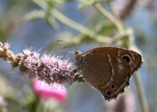 Ar Esmerperisi (Hyponephele wagneri)