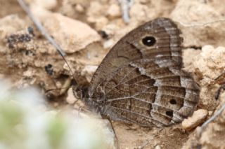 Beyaz Damarl� Pirireis&nbsp;(Satyrus&nbsp;amasinus)