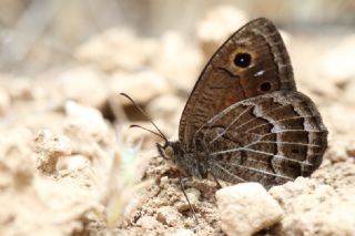 Beyaz Damarl� Pirireis&nbsp;(Satyrus&nbsp;amasinus)
