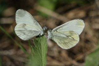 Narin Orman Beyaz (Leptidea sinapis)