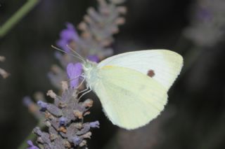 Kk Beyazmelek (Pieris rapae)