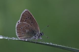 okgzl Diana Mavisi (Polyommatus diana)