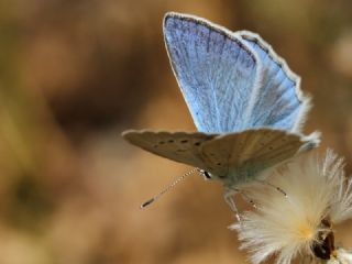 Anadolu Gzel Mavisi, Taskent Blue (Polyommatus guezelmavi)