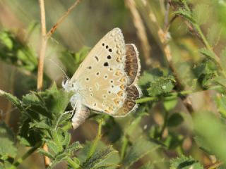 okgzl Byk Turanmavisi (Polyommatus myrrha)