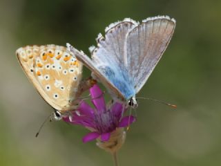 okgzl Anadolu illi Mavisi (Polyommatus ossmar)