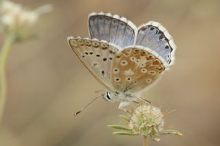 okgzl Anadolu illi Mavisi (Polyommatus ossmar)