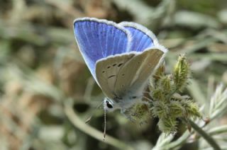 okgzl Poseydon Mavisi (Polyommatus poseidon)