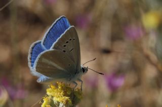 Sertavul �okg�zl�s�&nbsp;(Polyommatus&nbsp;sertavulensis)