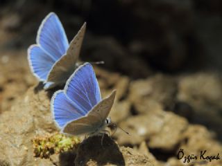 Sertavul okgzls (Polyommatus sertavulensis)
