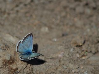 okgzl Balkan Mavisi (Aricia anteros )