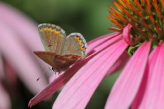 okgzl Balkan Mavisi (Aricia anteros )