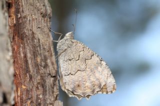 Anadolu Karamelei (Hipparchia fatua)