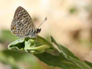 Mavi Zebra (Leptotes pirithous)