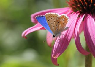okgzl Gk Mavisi (Polyommatus bellargus)