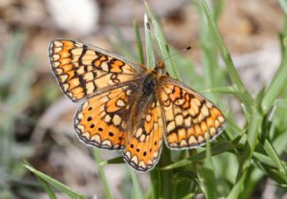 Nazuum (Euphydryas aurinia)