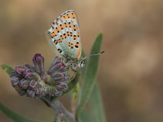 Akbes Gelincii (Tomares nesimachus)