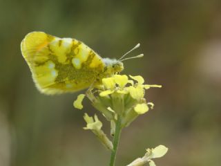 Zegris (Zegris eupheme)